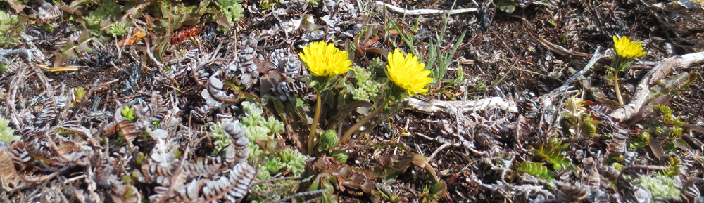 Dandelion Taraxacum gilliesii 